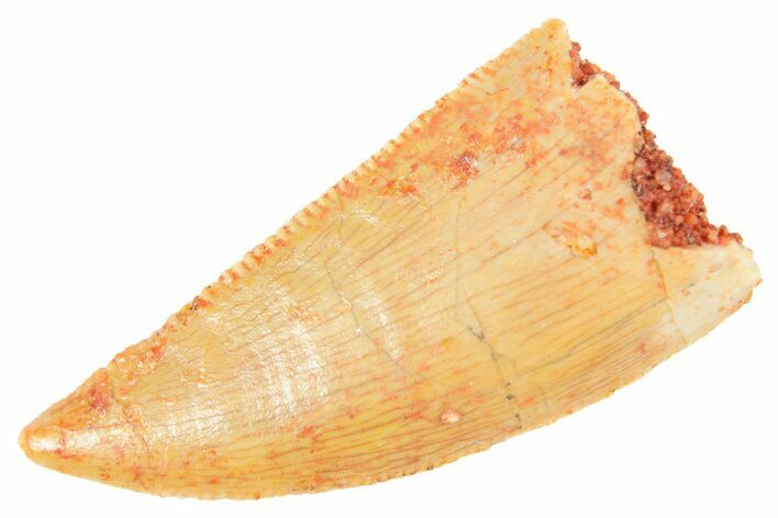 Serrated Raptor Tooth - Real Dinosaur Tooth #364717